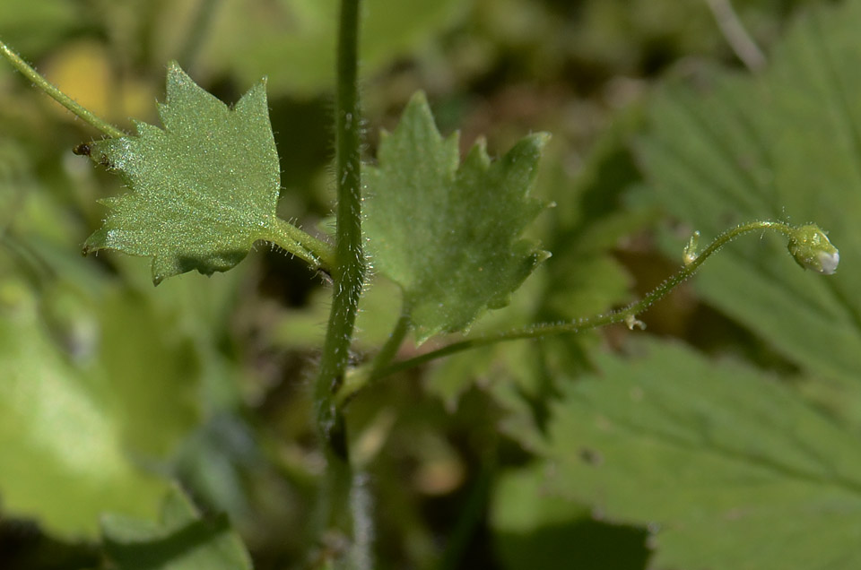 Saxifraga rotundifolia / Saxifraga a foglie rotonde
